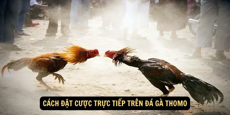 Cách đặt cược trực tiếp trên đá gà Thomo