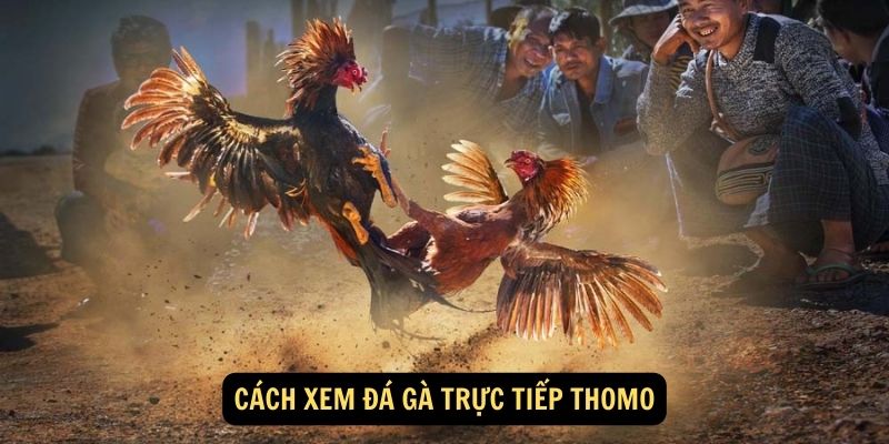 Cách xem đá gà trực tiếp Thomo